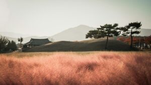 경주 핑크뮬리